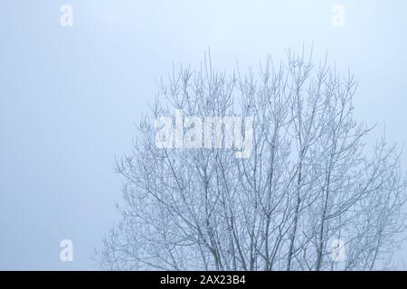 Arbre à vin recouvert de neige Banque D'Images