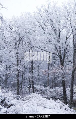 Forêt d'hiver sous la neige Banque D'Images