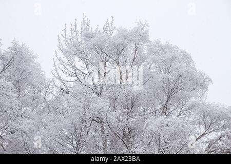 Forêt d'hiver sous la neige Banque D'Images