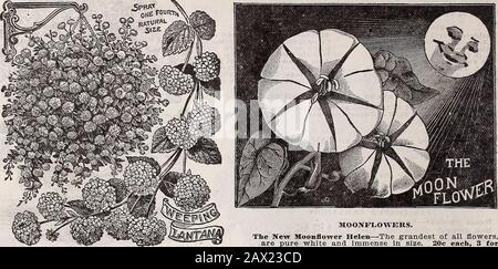 Catalogue descriptif annuel de Schvolonté : graines, arbres et plantes de haute classe . Héliotrope Tsar. 58 1910 CATALOGUE DE GRAINES DE BLUFF CITY.. LA FAMILLE LANTANA. New Weeping Lantana—L'Une des meilleures plantes pour les bas-kings, vases, etc., également pour la literie. Couleur des fleurs rose islilac. 15 °c chacune. Plantes plus grandes, 25 c chacune. Lantana innocence : agriculteur libre, blanc pur. 10 c chacun. Lantana Jacquelinot—rouge orange Foncé. 10 c chacun. Nasturtiums.Tall et Swarf — Chacun, 10 c; 1 $ par douzaine, affranchissement payé.PANSLES. Nous cultivons les Pansies les plus grandes et les plus belles de la taille de South.Mailing, 5 c chacun, 50 c par douzaine. Taille Express, 10 ceach, 7 Banque D'Images