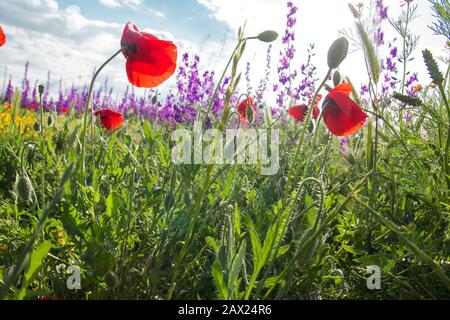 Fleurs de pavot rouge sauvage fleuries dans la campagne printanière Banque D'Images