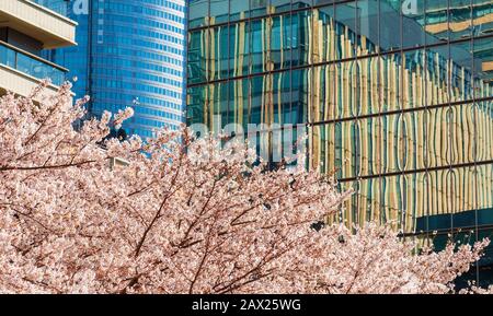 Printemps à Tokyo entre modernité et tradition. Fleurs roses merisier fleuries devant les gratte-ciel modernes du quartier de Roppongi Banque D'Images