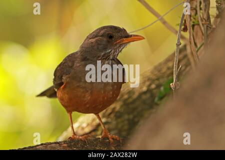 Olive Thrush (Turdus olivaceus) adulte perché sur la branche Wilderness, Afrique du Sud Novembre Banque D'Images