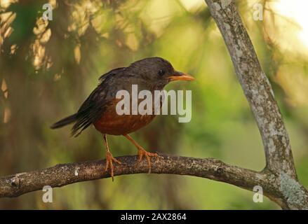 Olive Thrush (Turdus olivaceus) adulte perché sur la branche Wilderness, Afrique du Sud Novembre Banque D'Images