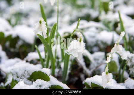 Chutes de neige recouvertes de neige au parc national de Colwick, Nottingham, Angleterre, Royaume-Uni Banque D'Images