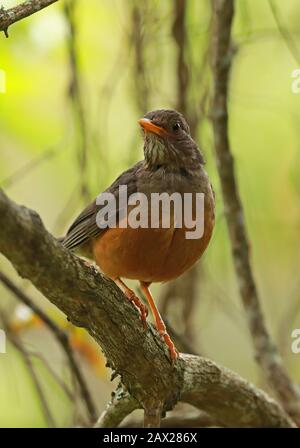 Olive Thrush (Turdus olivaceus) adulte perché sur la branche Wilderness, Afrique du Sud Novembre Banque D'Images