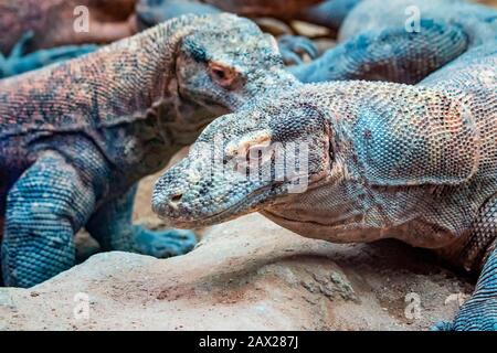 Portrait komodo tête dragon gros plan, Varanus komodoensis. C'est la photo de la faune. Le lézard est immense et magnifiquement coloré. C'est un animal dangereux. Banque D'Images