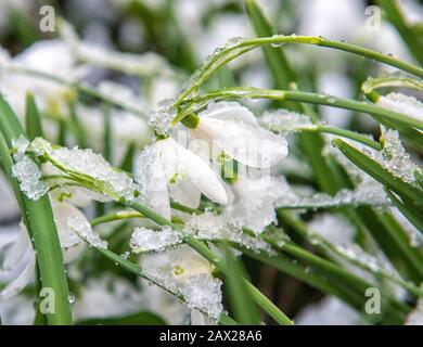 Chutes de neige recouvertes de neige au parc national de Colwick, Nottingham, Angleterre, Royaume-Uni Banque D'Images