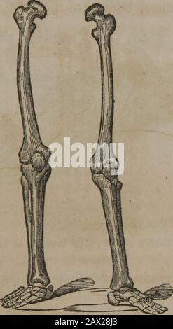 Physiologie pour les enfants . Main. Dix-Neuf. Quel est l'os appelé qui est en dessous de thespine et au-dessus des jambes.Le bassin, r LE CORPS HUMAIN. 13 Combien d'os y a-t-il dans les jambes ?. Os Des Jambes et Des Pieds. Il y a dans chaque jambe, une entre la hanche 14 LE CORPS HUMAIN. Et le genou, et deux entre le genou et la cheville. Combien d'os y a-t-il dans chaque pied ? Banque D'Images