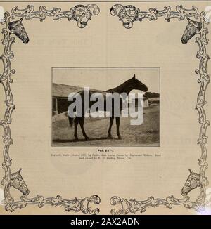 Éleveur et sportif . VOLUME VG. N° 13. SAN FRANCISCO. SAMEDI 25 SEPTEMBRE 1909. Abonnement : 3,00 Par An. L'ÉLEVEUR ET SPORTIF [samedi 25 septembre 1909. Assurez Votre stock réel INDIANA ET OHIO Banque D'Images