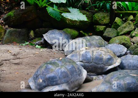 Tortues géantes Aldabra (Aldabrachelys gigantea), Ile Mahe, Seychelles. Banque D'Images