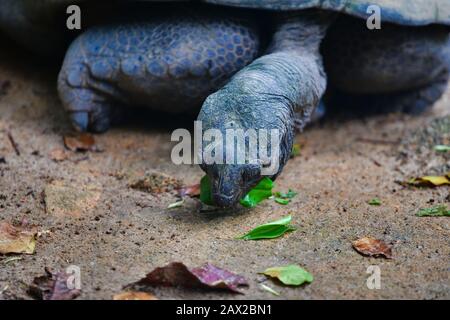 Tortues géantes Aldabra (Aldabrachelys gigantea), Ile Mahe, Seychelles. Banque D'Images
