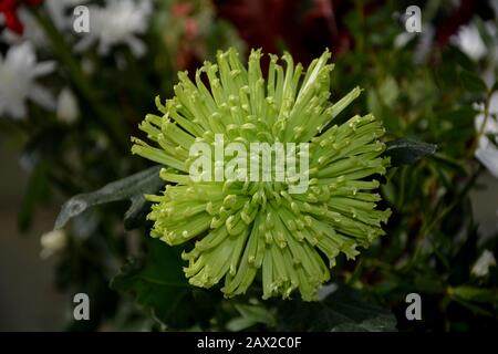 Fleur verte du dessus dans un bouquet Banque D'Images