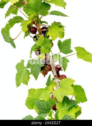 Berries De Currences. Branche de fruits de cassis avec baies et feuilles isolées sur fond blanc. Groseilles noires Ribes nigrum mûrissement sur le buisson. Banque D'Images