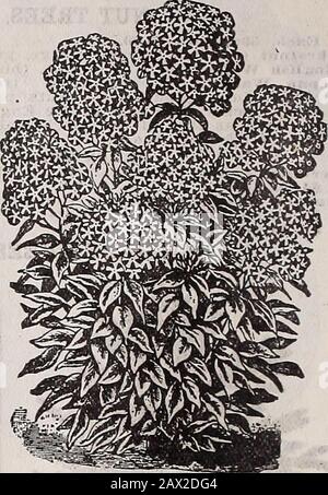 Catalogue descriptif annuel de Schvolonté : graines, arbres et plantes de haute classe . Hardy Ou Phlox Perennal. Marianna, Ark., 12 janv. 1908.Otto Schvolonté & Co., Memphis, Tenn. Messieurs—Veuillez m'envoyer l'un de vos grands catalogues, car j'ai été si heureux avec votre maïs de semence l'année dernière, et a fait la meilleure récolte dans cette section de l'État. 1 va replanter toute autre graine, mais Schwills. Cordialement, J. M. Shepherd. Comment ET QUAND PLANTER des instructions spéciales de plantation pour semer toutes sortes de graines végétariennes et de fleurs, en plaçant des arbres fruitiers, des roses, des plants de paille, des graminées semées et des graines de trèfle, su Banque D'Images