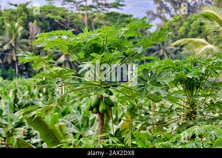 Papaye arbres avec fruits Ile Mahe Seychelles. Banque D'Images