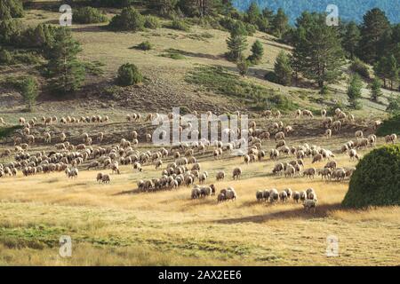 Troupeau de moutons paissent sur le terrain un après-midi d'été. Banque D'Images