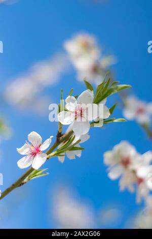 Gros plan de l'amande gonflant avec des feuilles vertes de la famille ‎Rosaceae et genus‎ ‎Prunus. Banque D'Images
