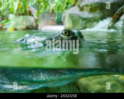 Photo sous-marine de crocodile vert avec yeux verts. C'est une photo de la faune sauvage. Sa tête est au-dessus de l'eau et son corps est sous l'eau. Banque D'Images