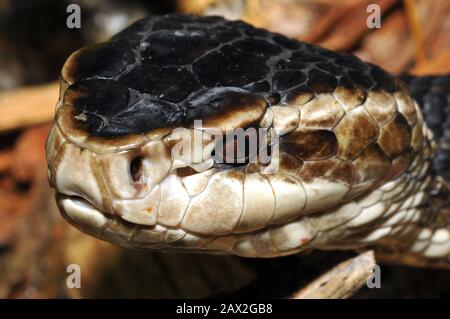 Mocassin d'eau, mocassin de marais, mocassin noir, gueule de coton, Wassermokassinotter, Agkistrodon pisivorus, vízi mokaszinkígyó, halászvipera Banque D'Images