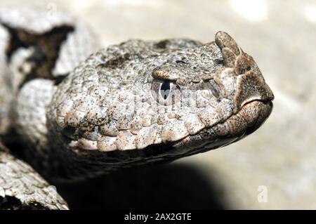 Vipère corné, vipère à nez long, vipère à nez, vipère à sable, Europäische Hornotter, Vipera ammodytes, homoki vipera Banque D'Images