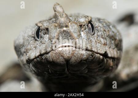 Vipère corné, vipère à nez long, vipère à nez, vipère à sable, Europäische Hornotter, Vipera ammodytes, homoki vipera Banque D'Images