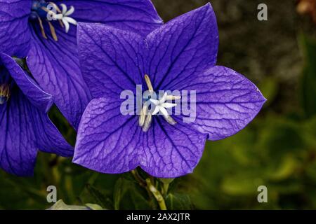 Platycodon grandiflorus est une espèce de plante herbacée vivace à fleurs de la famille des Campanulaceae. Il est communément appelé fleur de ballon. Banque D'Images