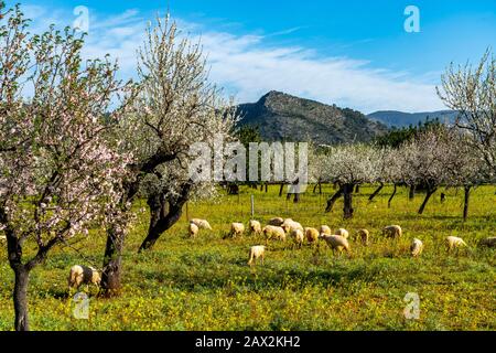 Fleurs d'amande à Majorque, de janvier à mars de nombreuses centaines de milliers d'amandiers fleurissent sur les îles Baléares, près de Bunyola, Majorque, Sp Banque D'Images