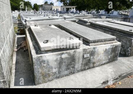 Chiens à l'ombre des tombes dans le cimetière du Christopher à la Havane. Le cimetière de Columbus est une nécropole située à Cuba dans la distr El Vedado Banque D'Images