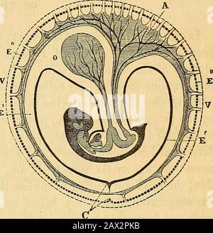 Un traité théorique et pratique sur la midwifery : y compris les maladies de la grossesse et de la parturation et les attentions requises par l'enfant de la naissance à la période de sevrage . l'allantois, soit sur la face interne du chorion, soit sur l'extérieur de l'amnios; et comme les boththeux sont des membranes parfaitement simples, certainement un ovum aurait trouvé dans lequel la fusion n'était pas devenue si parfaite. 2, Les vaisseaux d'amnios neverhas, et le chorion est également dépourvu d'eux, sauf au point où l'allantois est attaché, et le contraire devrait exister, comme dans le runii- Ce chiffre Banque D'Images