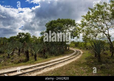 Champ d'Agave sur la péninsule du Yucatan Banque D'Images