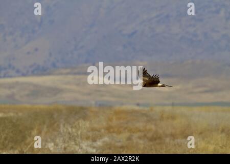 Le harrier du nord en vol sur des herbes dorées de la réserve naturelle nationale de Lower Klamath en novembre Banque D'Images