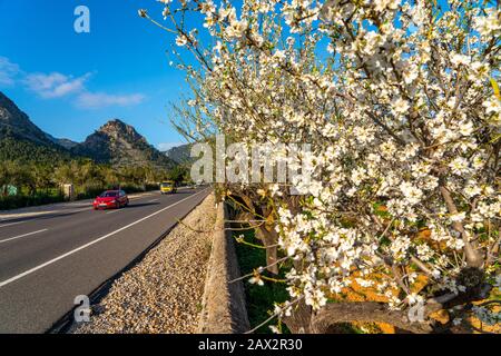 Fleurs d'amande à Majorque, de janvier à mars de nombreuses centaines de milliers d'amandiers fleurissent sur les îles Baléares, près de Bunyola, Majorque, Sp Banque D'Images