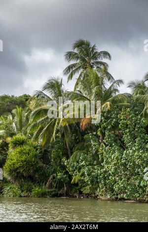 Nawiliwili, Kauai, Hawaï, États-Unis. - 16 janvier 2020: Palmier et autres arbres le long de la rivière Wailua verdâtre South Fork sous un paysage gris pluvieux. Banque D'Images