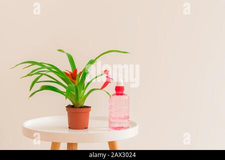 Concept de soins aux plantes. Plante de Guzmania avec fleur rouge dans un pot avec vaporisateur sur table blanche sur fond neutre clair, espace de copie Banque D'Images