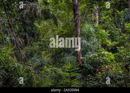 Forêt tropicale dense sombre vue d'en haut Banque D'Images