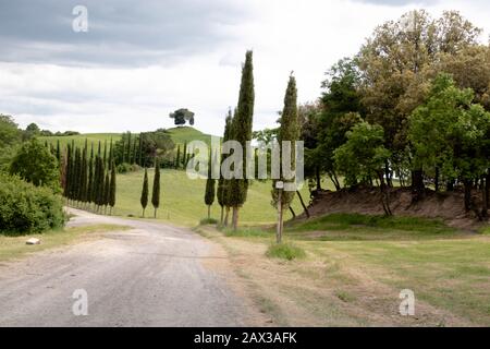 route bordée de cyprès avec vue sur les collines vallonnées avec cyprès Champs bordés et vignobles campagne toscane sur la via Francigena Sentier en Toscane Banque D'Images