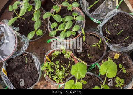 Différents plantules de plantes, dans des contenants en plastique, de la culture domestique, Espagne. Banque D'Images