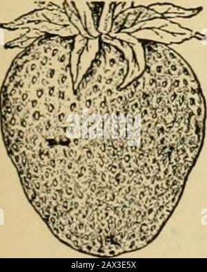 Glanings dans la culture des abeilles . 10 4 MOIS POUR l'abonnement d'essai cl,iZpf,^ Raconte la plantation, l'élagage, la prolifération et la vente de fruits et de camions de jardin. Posez-nous vos questions difficiles, Nous Effectuons tliis service pour le bénéfice spec-ial des abonnés oui. Experts ans-wer toutes les questions par la poste et ibrougi thecolumns du magazine.Fniiliran et Gardener, lOtMain St. ML Vernon, !&gt;. Banque D'Images