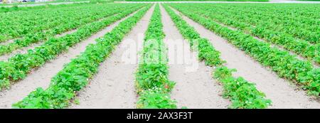 Fleurs fleuries et fruits non mûrs sur le buisson de fraises à la ferme biologique de Washington, États-Unis Banque D'Images