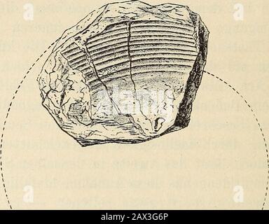 Neues Jahrbuch für Mineralogie, Géologie et Paläontologie . Forme des Gehäuses. Eine Benennung der vorliegenden, neuen, durch das Fehlender Spiralsculptur auf den inneren Theilen der Windgausgezeichneten Art dürfte nicht angebracht sein, da dieBruchstücke zu unvollkommen sind. Ein Fehlen der Spiral-streifen auf dem centralen Theile der Schalenoberfläche istbei Claniscües niemals beobachtet, findet sich aber in ganzähnlicher Weise bei Gastrioceras Nihiüni Kaepinsky (Ammoneender Artinsk-Stufe. Taf. IV Fig. 5); diese im Übrigen evolute 56 FR. Frech, Ueber paléozoische Faunen Art dürfte mit der Banque D'Images