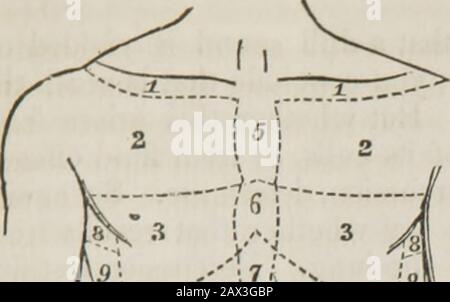 Conférences sur les principes et la pratique de la physique : donnée au King's College, Londres . vigle et le fourthrib de chaque côté. Sous cette région superficielle se trouve le lobe supérieur du poumon; et vers le sternum de grands bronches sont situés. Vous comprendrez, là-dessus, que le son éduqué en frappant cette partie devrait être très clair. Un peu plus bas, le numéro trois, est la région mammaire, s'étendant de la quatrième à la septième côte de chaque côté, et répondant au lobe central des poumons.Ici aussi la résonance offerte par la percussion est claire; mais dans la partie inférieure de cette région, Banque D'Images