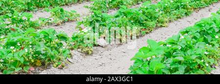 Fleurs fleuries et fruits non mûrs sur le buisson de fraises à la ferme biologique de Washington, États-Unis Banque D'Images