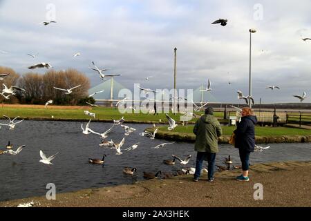 Nourrir les oiseaux sur le canal Sankey (St Helens), Spike Island, avec le nouveau pont Mersey Gateway en arrière-plan, Widnes, Cheshire, Royaume-Uni Banque D'Images