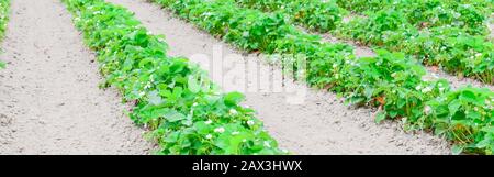 Fleurs fleuries et fruits non mûrs sur le buisson de fraises à la ferme biologique de Washington, États-Unis Banque D'Images