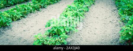 Fleurs fleuries et fruits non mûrs sur le buisson de fraises à la ferme biologique de Washington, États-Unis Banque D'Images