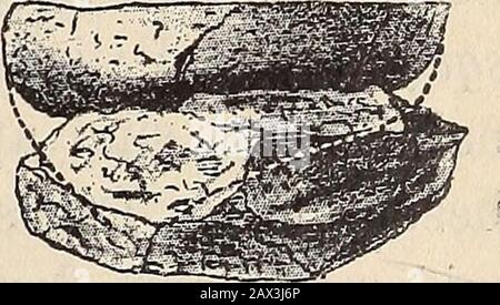 Neues Jahrbuch für Mineralogie, Géologie et Paläontologie . 50 Fr. Frech, lieber paléozoische Faunen Orthisina cf. Squamata c. Pahlen. V. Pahlen, Monographies der baltischen Orthisinen. Taf. II Fig. 1—4. p. 20. Eine grössere Anzahl junger Brachiopoden dürften zuderselben Art wie ein etas grösseres Exemplier gehören,das die Gattungscharaktere von Orthisina (convergirendeZahnstützen und ein Medianseptum in der grossen Klape)deuterkennen säst. Die Area ist im Verhältniss hochund von oben son durch ein Pseudodeltidium geschlossen. Eine siici Speciesbestimmung ist unmöglich, da dieOberflä Banque D'Images