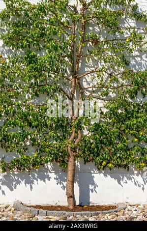 Poire treean Pear (Pyrus communis), fruit espalier sur le mur de la maison, Taufkirchen an der Vils, Haute-Bavière, Bavière, Allemagne Banque D'Images