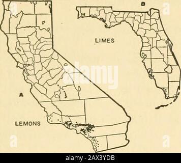 Horticulture, un livre de textes pour les écoles secondaires et les normales, y compris la propagation des plantes; . Les TS Sous cette tête sont inclus des fruits tels que les oranges, les citrons, les pamplemousses et les limes. Aucune de ces régions n'est cultivée dans des régions de sésefrost. Tous sont cultivés dans les régions chaudes de la Floride, de la Californie, et les frontières du golfe. Ils trouvent tous des marchés de lecture dans tous les États et ailleurs. Les Etats-Unis pro-conduit environ un tiers du produit mondial (Fig. 194). Les oranges sont de loin les plus importantes des agrumes.Il y a trois régions dans ce pays où la récolte est cultivée: La ceinture centrale de Banque D'Images