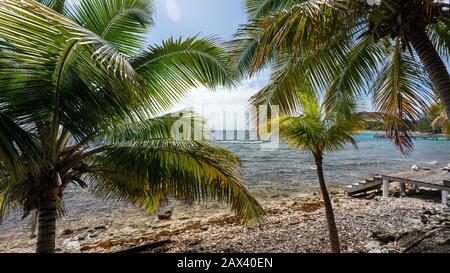 Plage d'Utila couverte de palmiers entourée par mer sous la lumière du soleil Banque D'Images